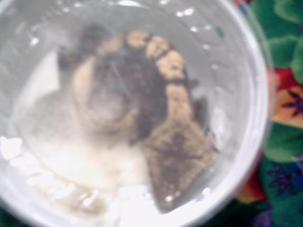 rocky the best gecko on earth