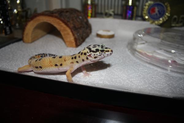 Lucy