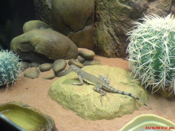 Leonard Basking