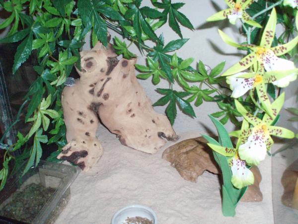 their viv
and as you can see the male has his fave spot in a hole at the back of the wood lol