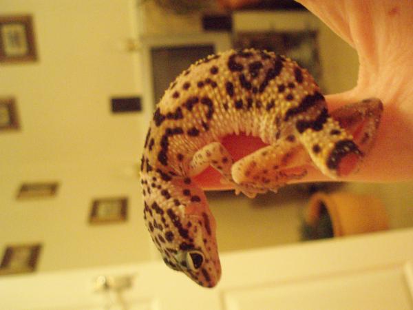 he dosnt have a name yet :S
any sugestions welcome