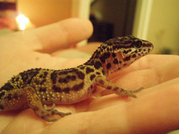 this is pepper (my mum named her)