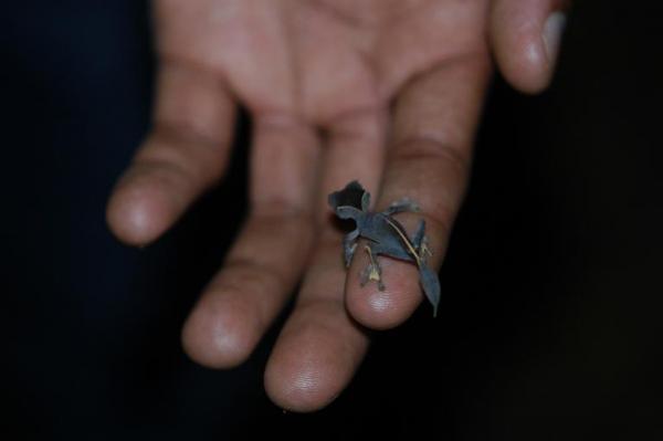 Baby Uroplatus ebanaui
Montagne d'Ambre, Madagascar