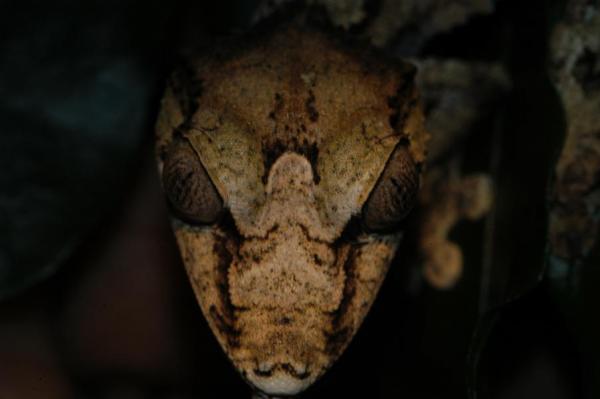 Uroplatus fimbriatus
Montagne d'Ambre, Madagascar