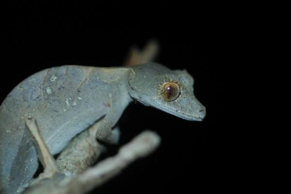 Uroplatud ebanaui
Montagne d'Ambre, Madagascar