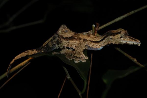 Uroplatus fimbriatus
Montange d'Ambre, Madagascar