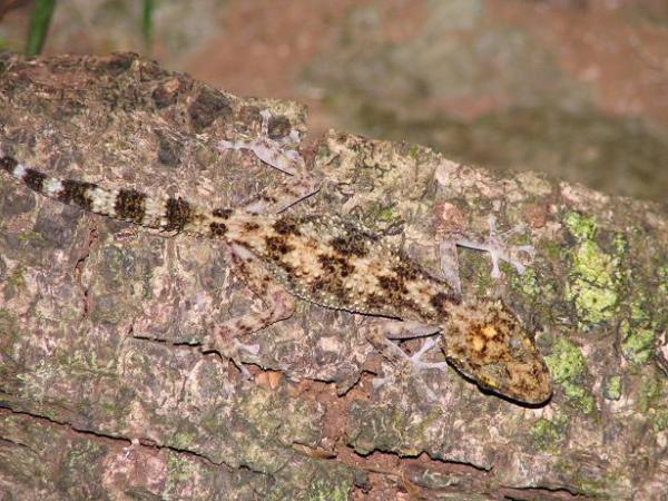Hemidactylus?
Montange d'Ambre, Madagascar