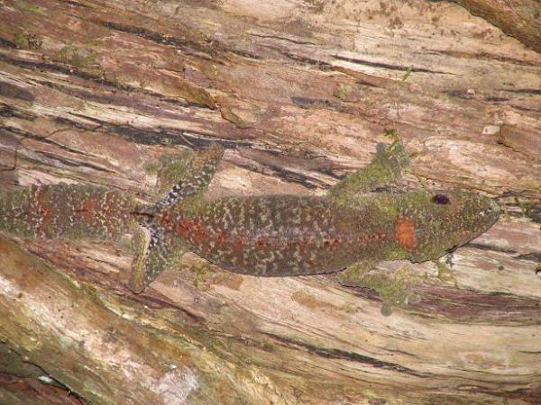 Uroplatus s. sikorae
Montange d'Ambre, Madagascar