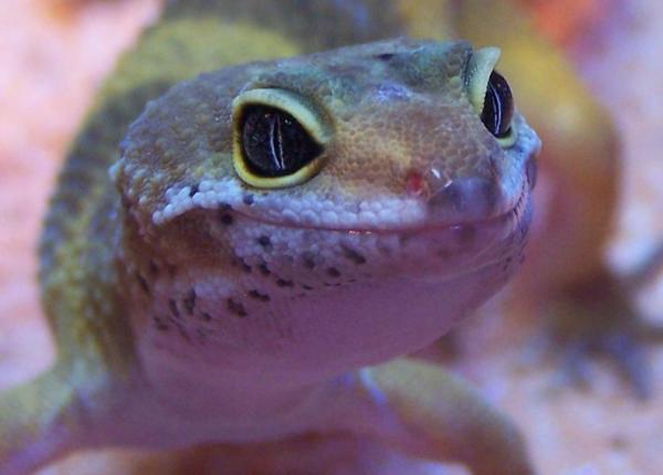 lovely lil' lizard