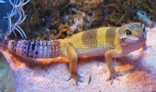 mellow yellow