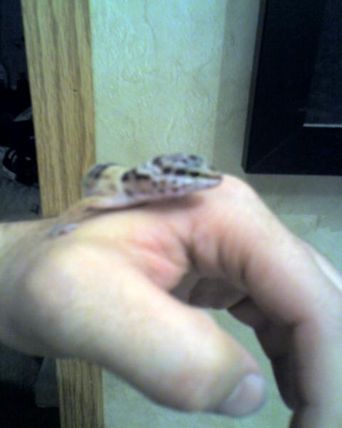 Lil Dude