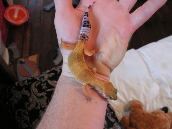 Super Hypo Tango Leo