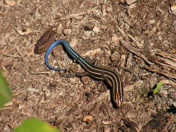 Five-Lined Skink