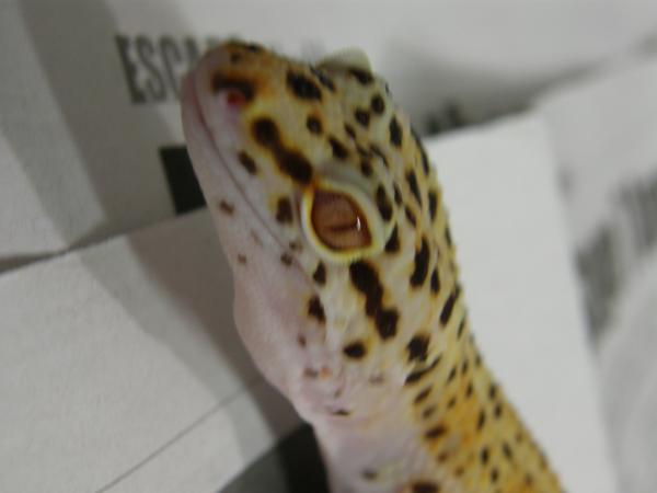 Bell Enigma Female