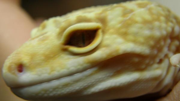Sunglo Tangerine Male