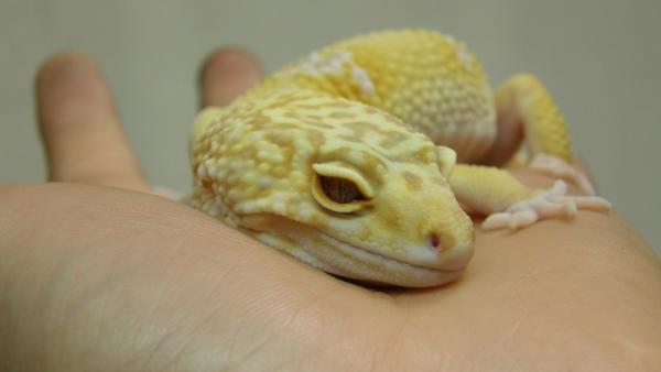 Sunglo Tangerine Male