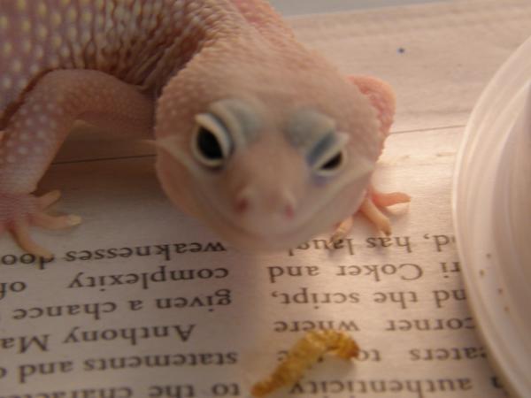 Snow Blizzard Female