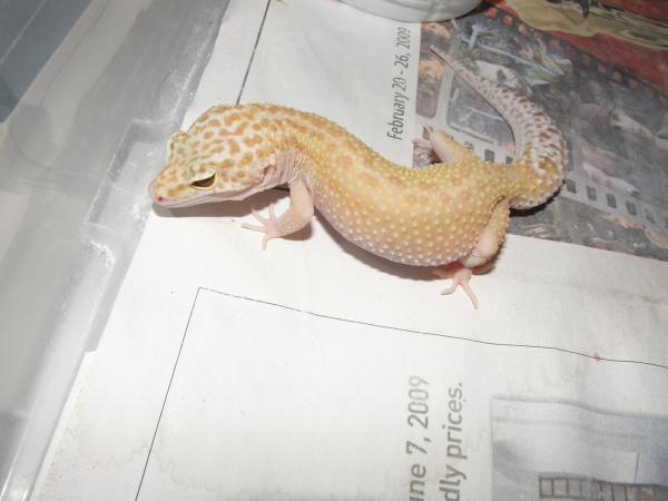 Diablo Het. Female