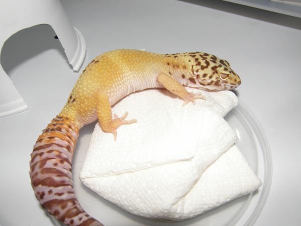 Bell Het. Raptor Female