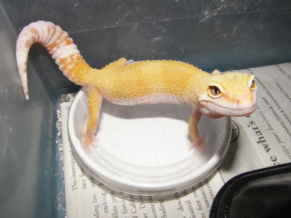 Tangerine Female
