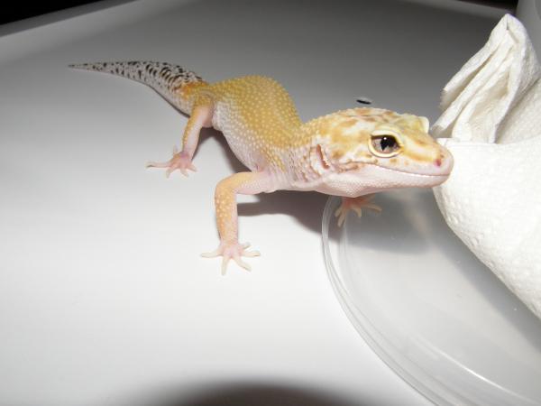 Het Raptor Female (2 snake eyes)