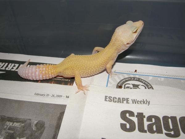 Tremper Patternless Albino Female