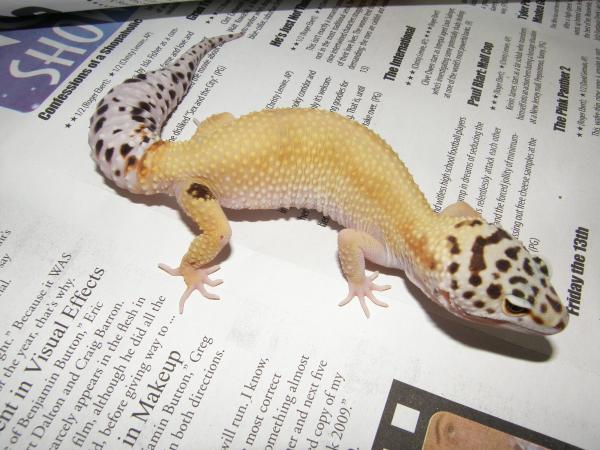 Het Raptor Female