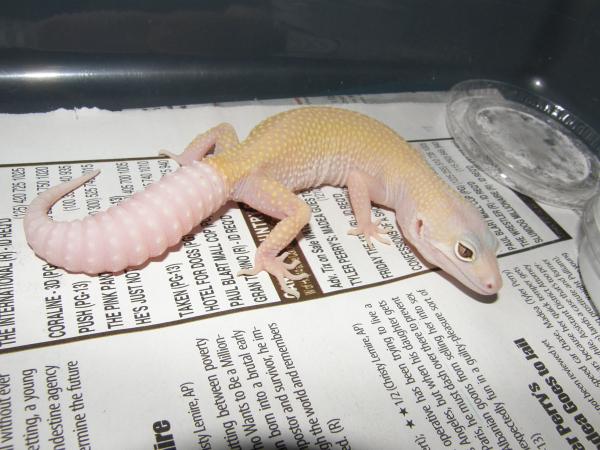 Tremper Albino (Blazing Blizzard) Female
