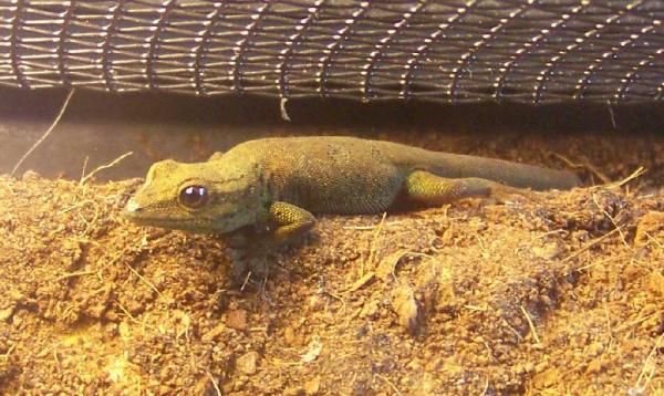 female