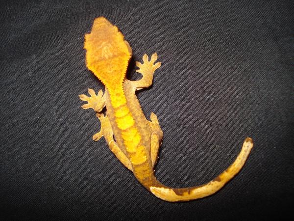Another one of my hatchlings