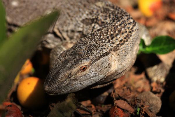 Zeke, the white throat monitor