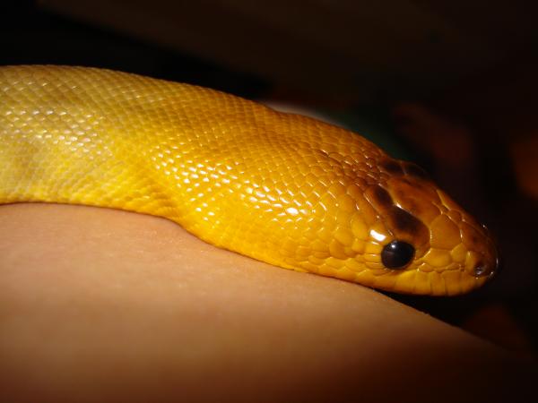 Fosters, the woma python