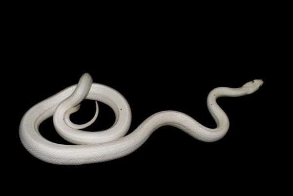 Delilah, the ratsnake