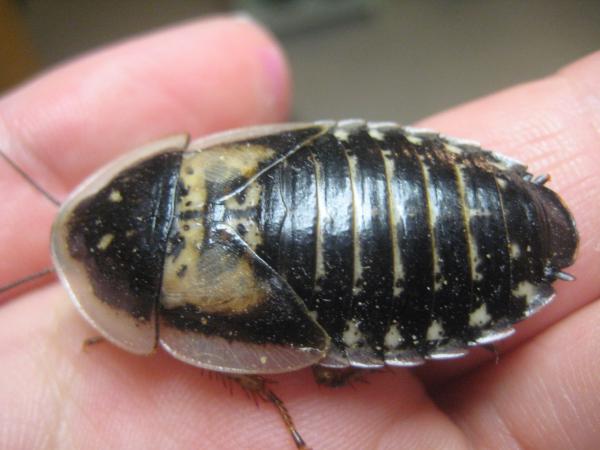 Roachie # 4782