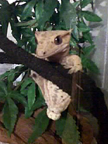 Bumble (OBVIOUSLY a male)