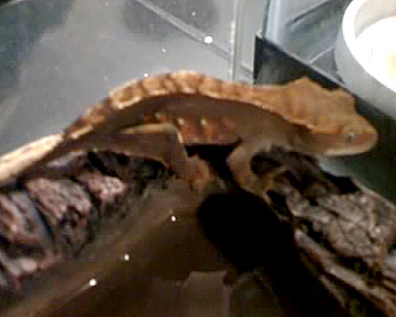 Dig'em (female)