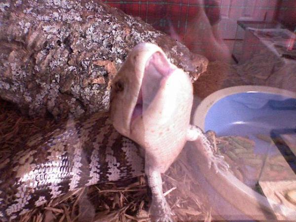 Blue Tongue Skink