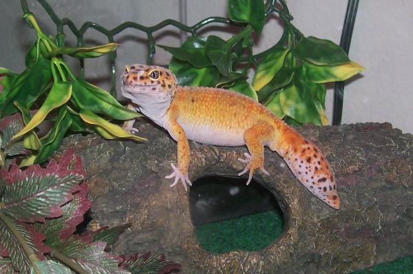 Nitro another rescue who overcame a severe pinworm infestation!