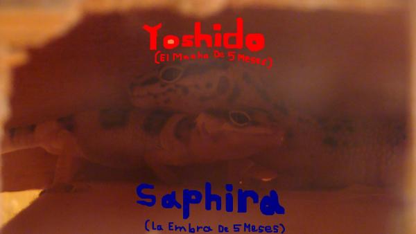 Yoshido(male) and Saphira(female) Together