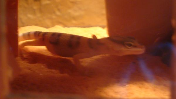 Saphira is in The Building