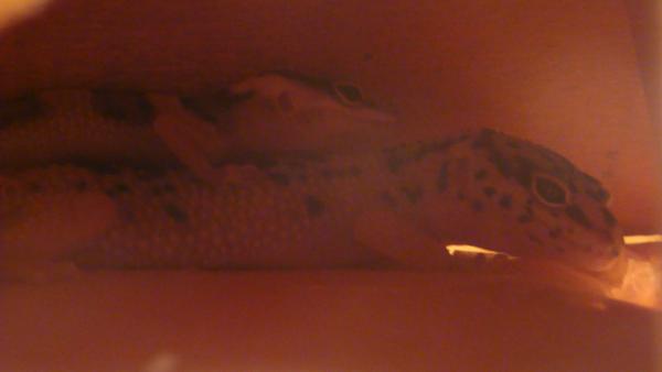 Sleepy but Cute Geckos