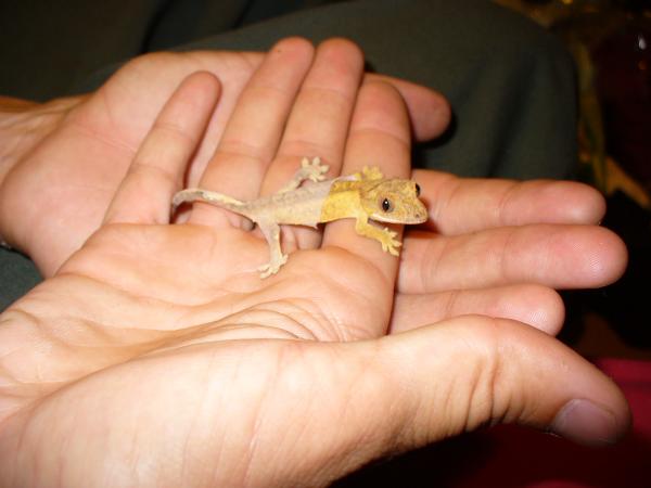 Reverse Pinner- So tiny!