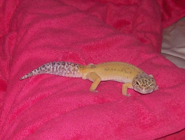Rico