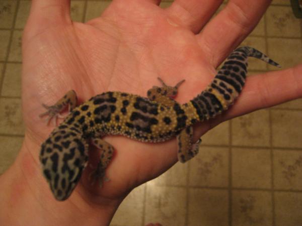 A good picture that shows how his pattern has changed