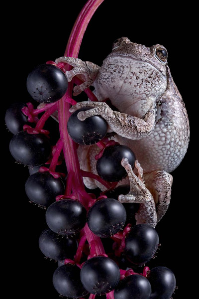 Gray tree frog on pokeweed