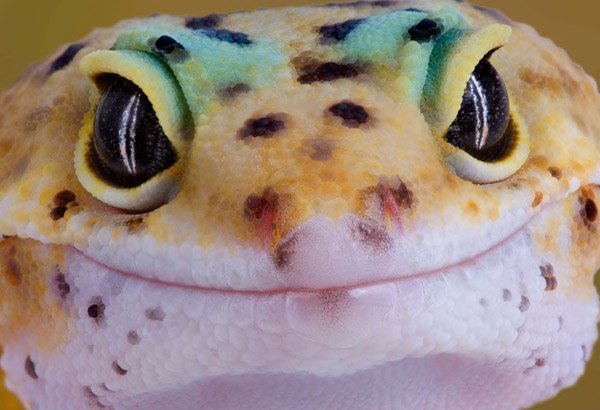 Leopard gecko stare