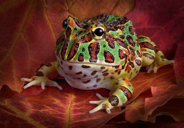 Orville on fall leaves