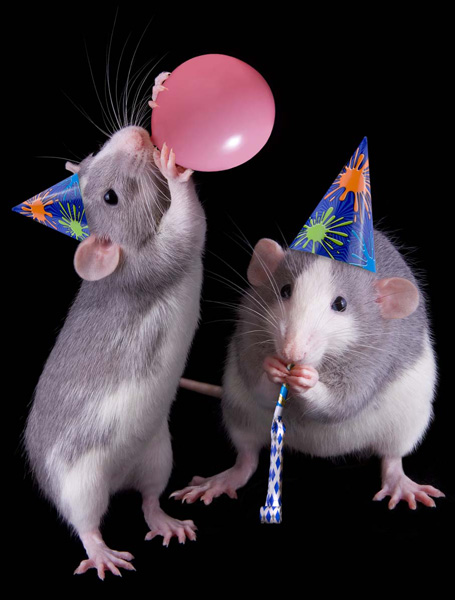Party Rats