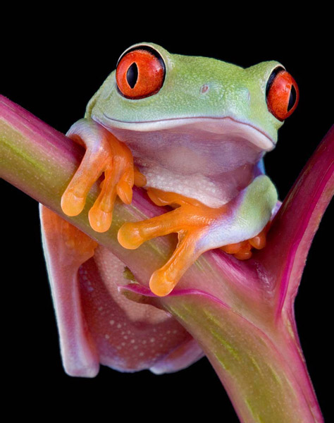 Red eye on red stem