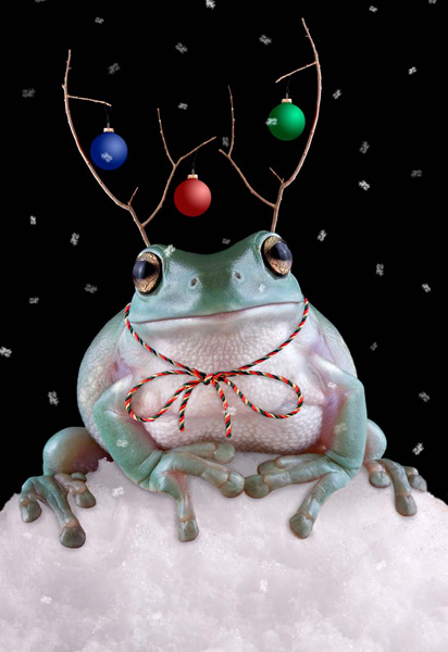 Wilbur as a reindeer